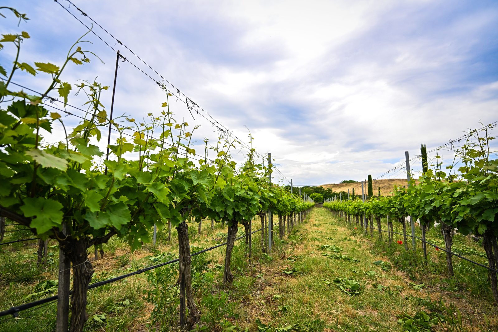 Vineyard rows and grape clusters
