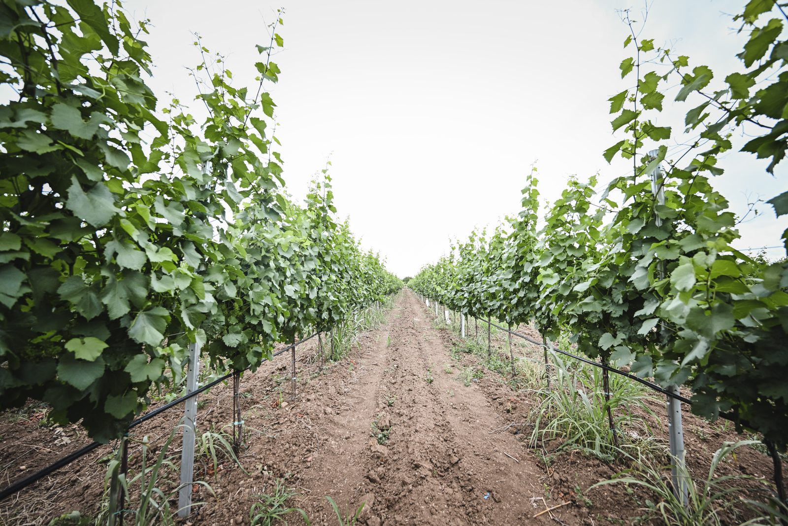 The vineyards of Lazar Winery