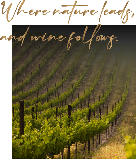 The vineyards of Lazar Winery