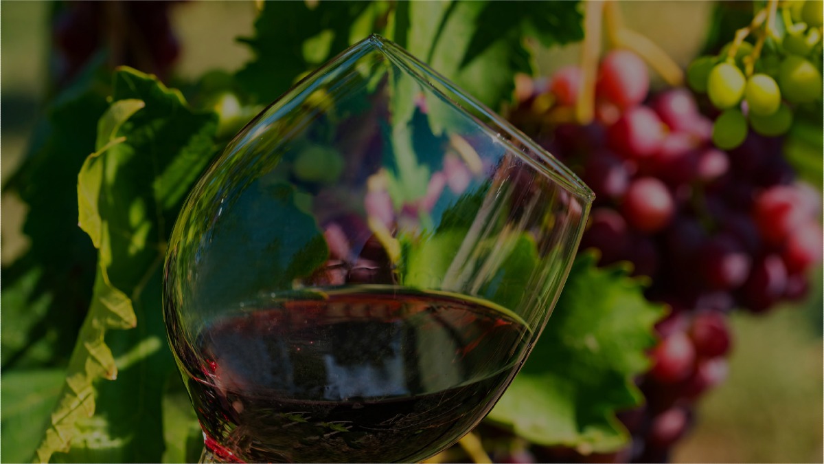 An Unforgettable Wine Experience in Zagreb